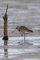 Black-tailed_Godwit